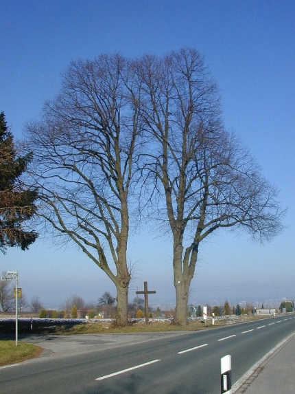 Bild 2 von 2 Linden am Postweg